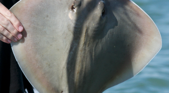 Stingray Shuffle