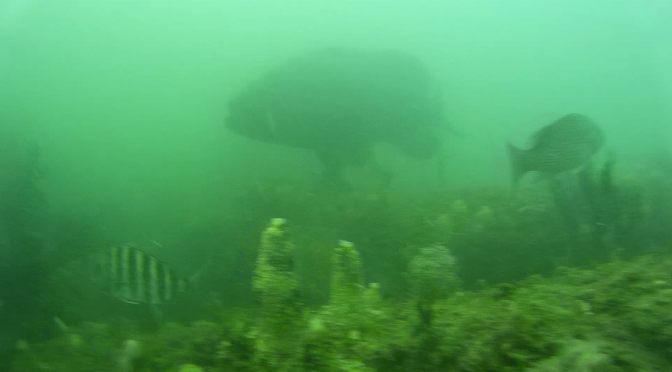 Sand Key Jetty & Clearwater Mitigation Reef