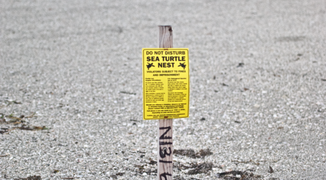 Sea Turtle Nesting Season