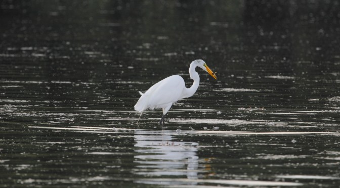 The Common Egret and a Shallow Grass Flat