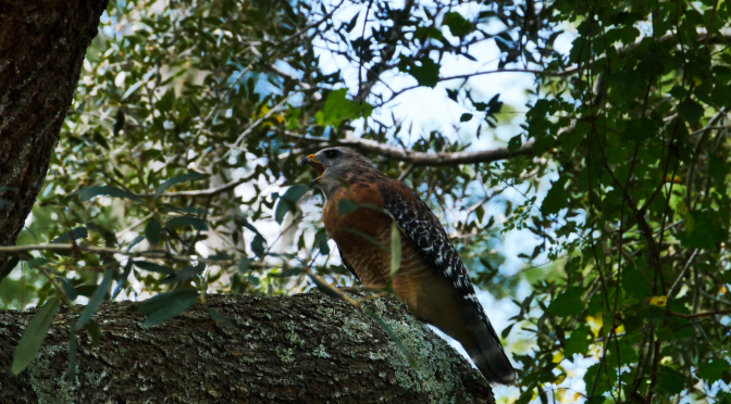 Red Shouldered Hawk