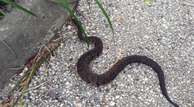 Cottonmouth Snake