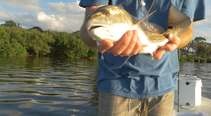 Redfish are Heating Up As Things Cool Down