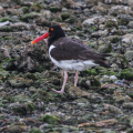 American Oystercatcher