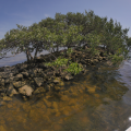 Black Mangroves