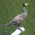 Cormorant