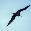 Frigate Bird