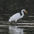 Great Egret