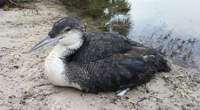 Injured Loon at Key Vista Nature Park