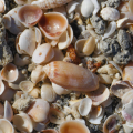 Olive Sea Shell