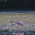 Roseate Spoonbill