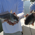 Schooling Redfish