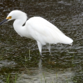 Snowy Egret