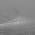 Tarpon