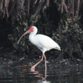 White Ibis