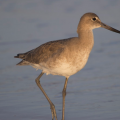 Willet