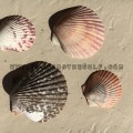 scallop_shells-20180327-IMG_4157