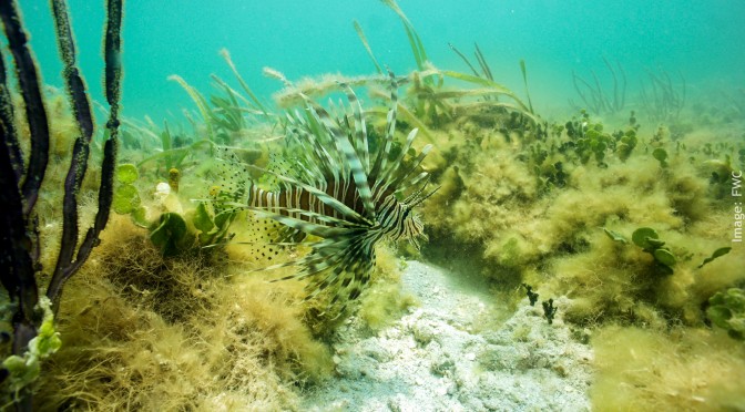 Lionfish Documentary Showing