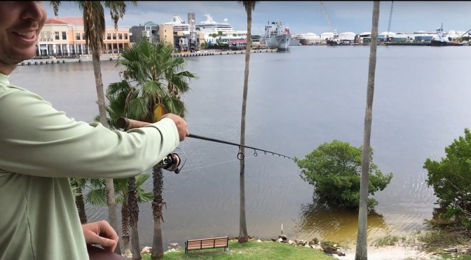 Tampa Bay Snook Fishing