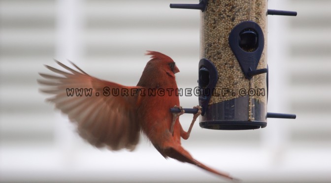 Cardinals on A Bird Feeder At The Brooker Creek Preserve
