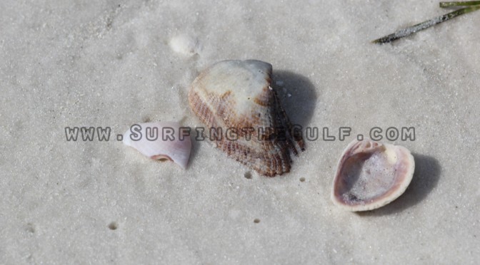 Name The Seashells: Morning Outgoing Tide 04/25/18 Cold Front