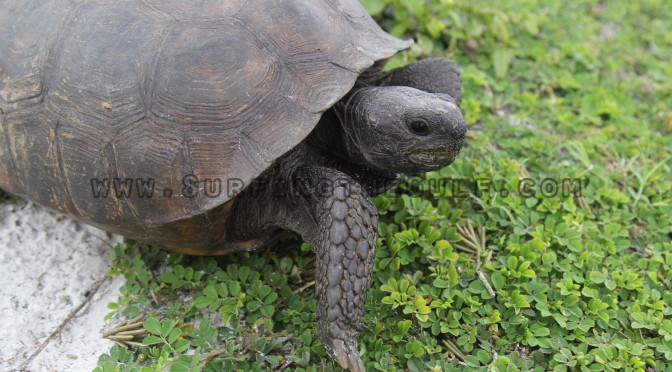 Tropical Storm Alberto, Day 3, Turtle On The Beach! 3pm & 5pm