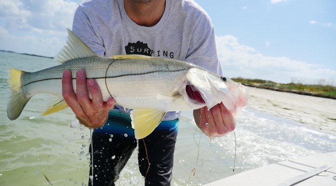 Red Tide Snook and Redfish Closure until May 10th, 2019