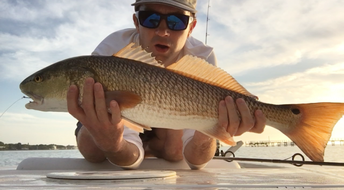 Schooling Redfish in Early March in Dunedin, Florida