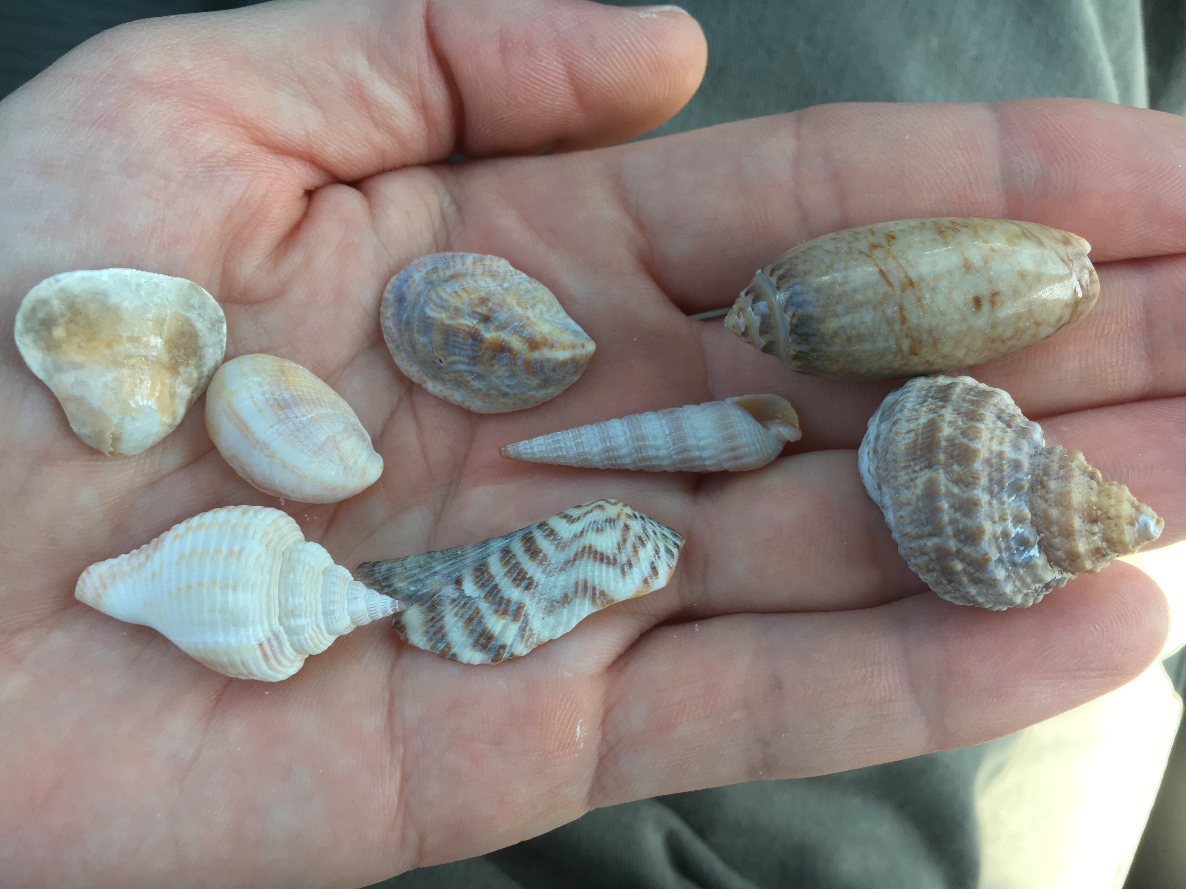 Sea Shells and Shell Identification at Honeymoon Island and Clearwater  Florida