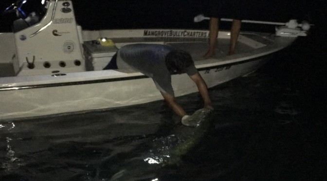 Sean’s Big Tarpon Tonight