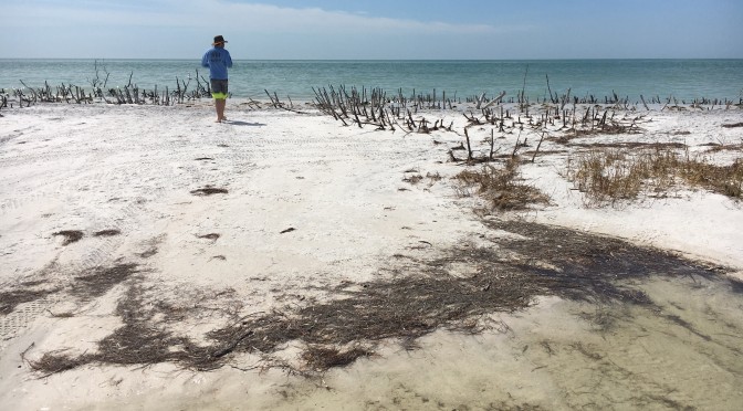 Honeymoon Island(s)!!!!