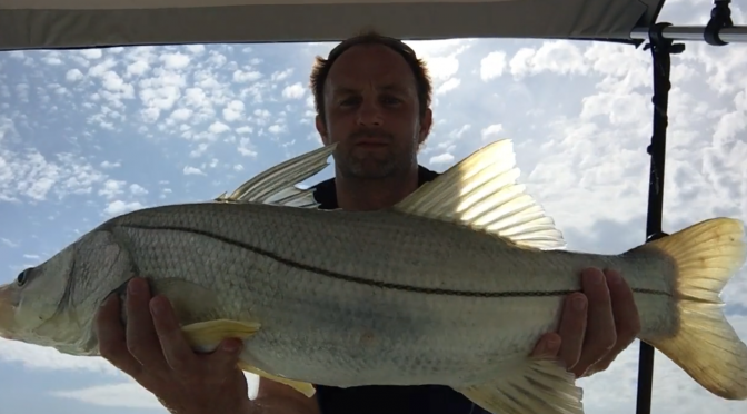 A Nice Snook From This Afternoon At Honeymoon Island State Park