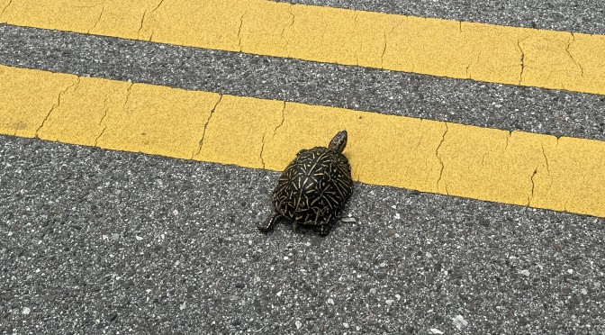 New Turtle Crossing Signs At Honeymoon