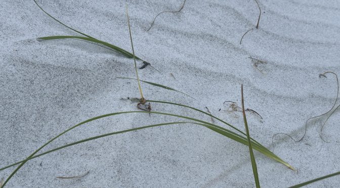 Clearwater Beach Sugar Sand 31824