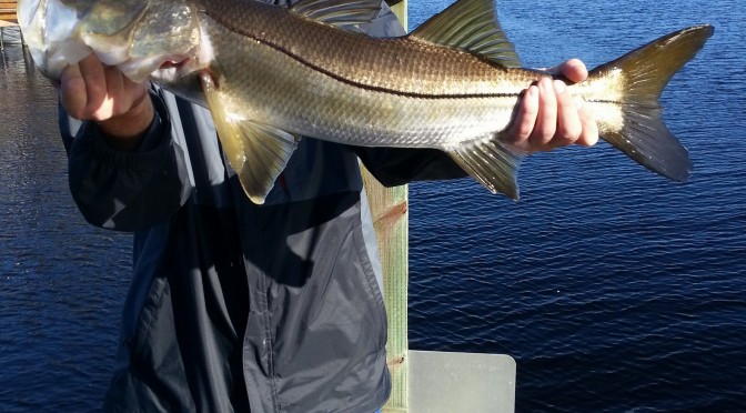 Slot Snook, In Season