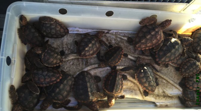 Clearwater’s Cold Stunned Sea Turtles