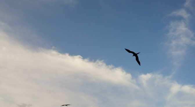 Frigate Birds