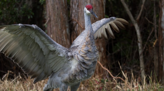 Sandhill Cranes