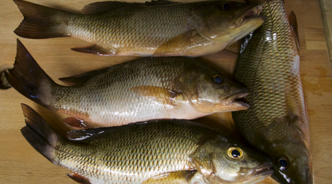 Mangrove Snapper in the Summer