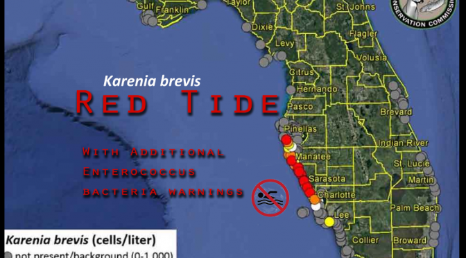 Wastewater Triggered Red Tide (K. brevis)