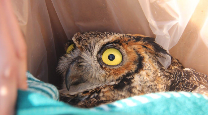 Great Horned Owl Rescued by a Caring and Observant Citizen