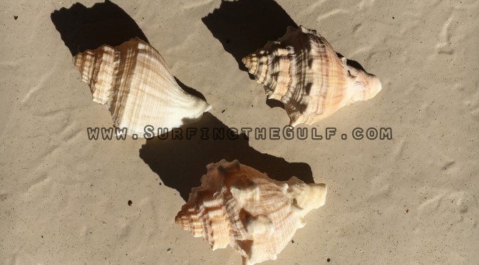 Let’s Play Guess That Seashell! – Rental Properties