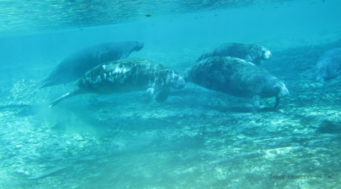 Recent Decision to Reclassify the Manatee