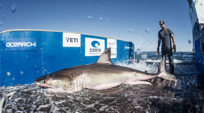 Great White Sharks in the Gulf of Mexico Spring 2018